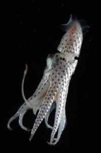 24 Rarest of Rare Awesome Things Found on Earth Ever - Emlii