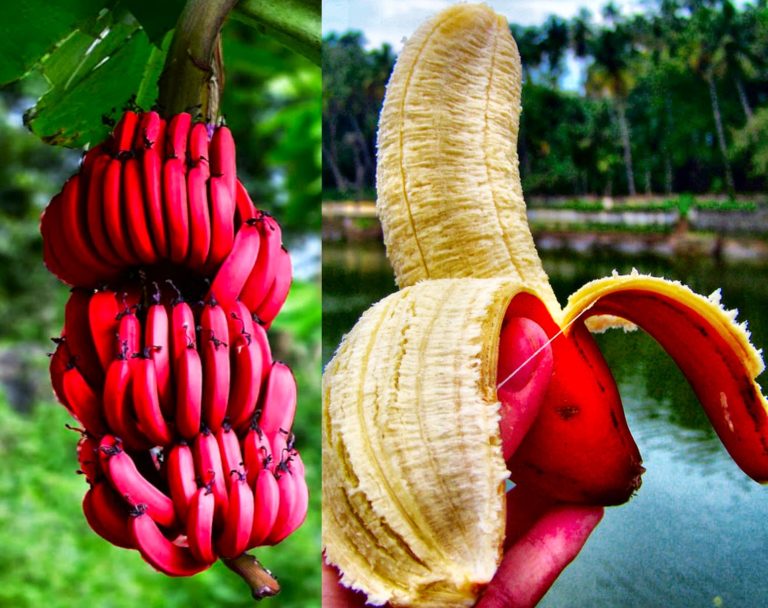 24 Rarest of Rare Awesome Things Found on Earth Ever - Emlii