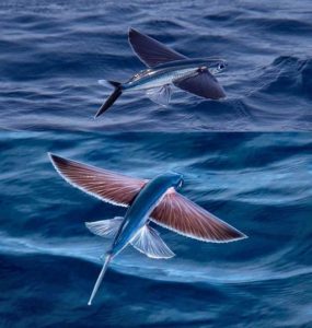 24 Rarest of Rare Awesome Things Found on Earth Ever - Emlii
