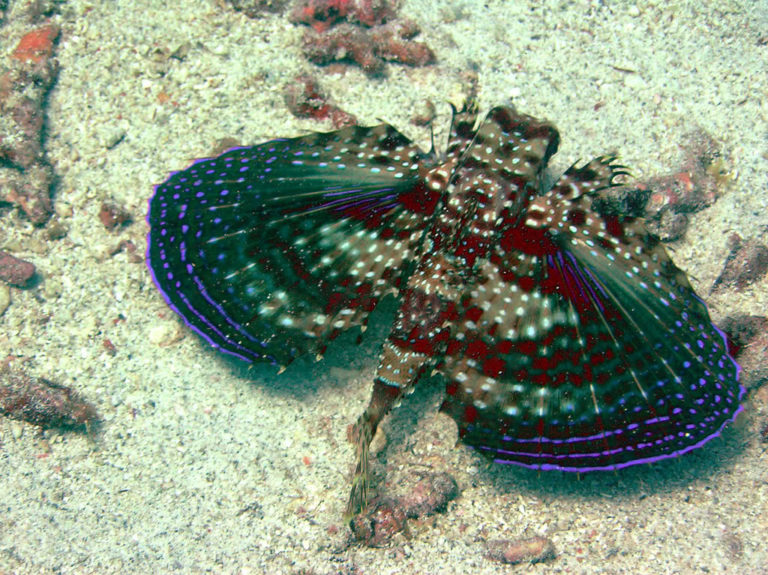 24 Rarest of Rare Awesome Things Found on Earth Ever - Emlii
