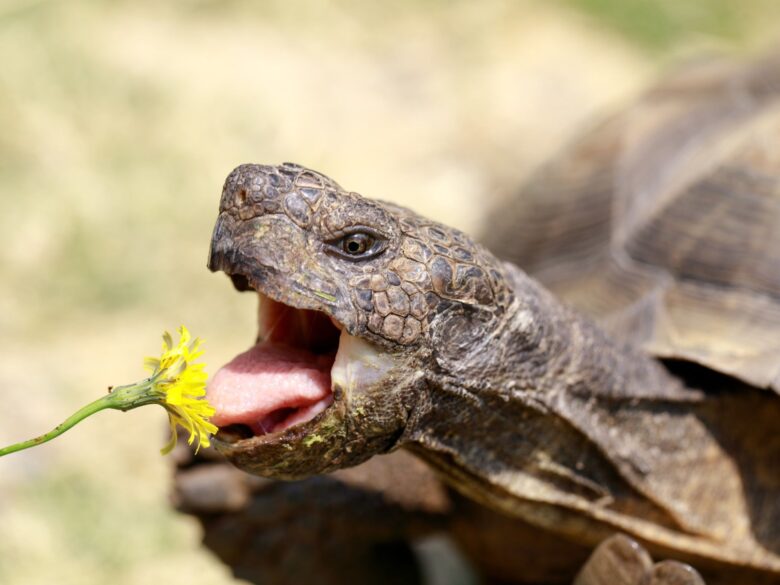 5 Key Elements of Reptile Nutrition 2024 Guide Emlii