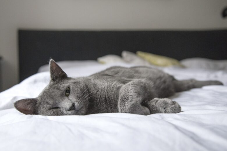 Easy Ways To Prevent Toy Fatigue In Cats Tips And Tricks Emlii