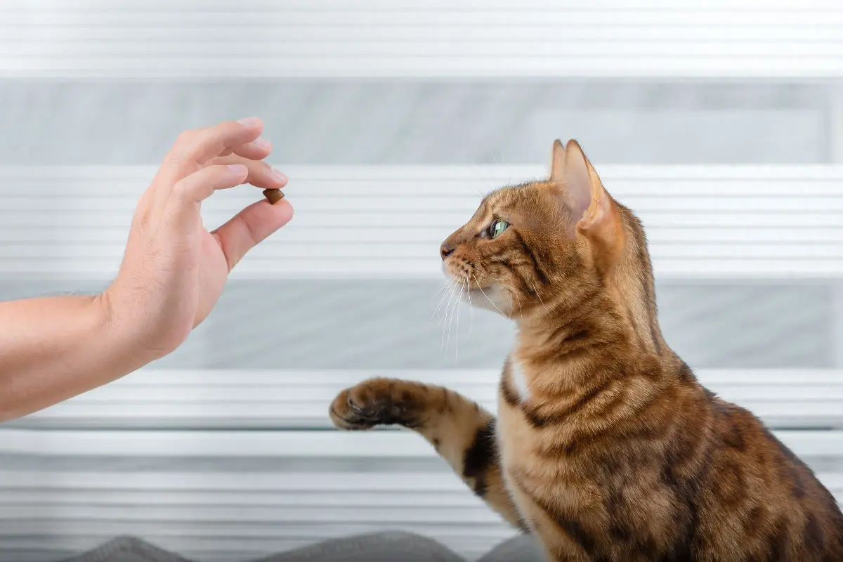 When To Use Cat Calming Treats Understanding Your Cat's Triggers Emlii