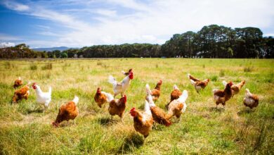 Sustainable Poultry Farming